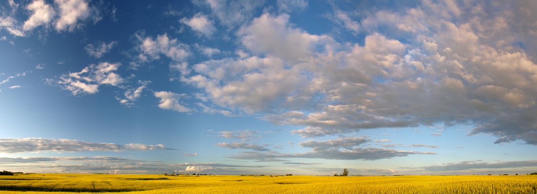 Canola north of Buffalo Pund : All Panoramas : Saskatchewan Panoramas