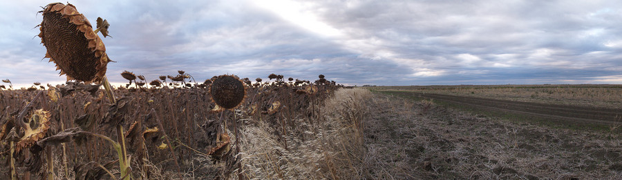 Sunflowers : All Panoramas : Saskatchewan Panoramas