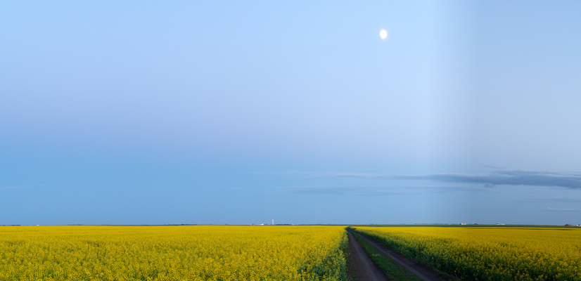 Canola near Stony Beach : All Panoramas : Saskatchewan Panoramas